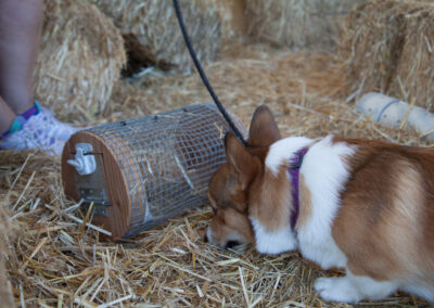 Barn Hunt K9 Nose Work