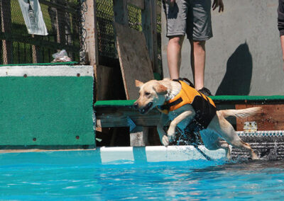 dog water training and exercise