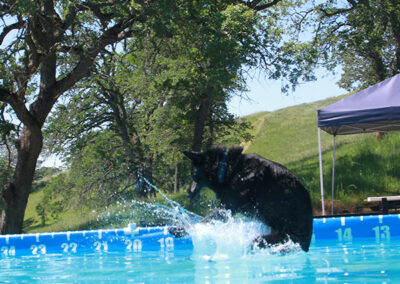 dog water training and exercise