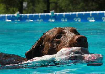 dog water training and exercise