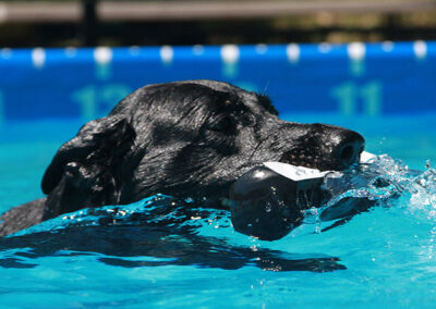 dog water training and exercise