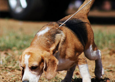 Beagle nose work