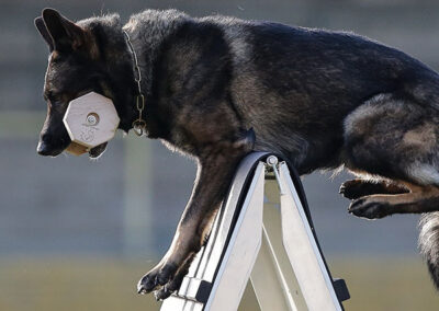 schutzhund dog training