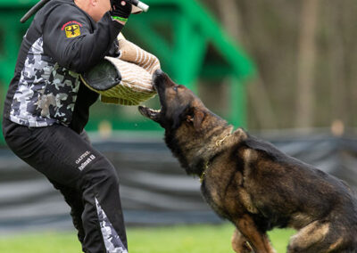 schutzhund dog training