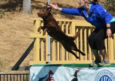 Dog Water Diving