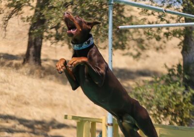 Dog diving training