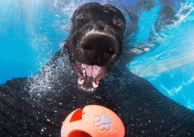 Diving Dogs Gold Country K9 Training