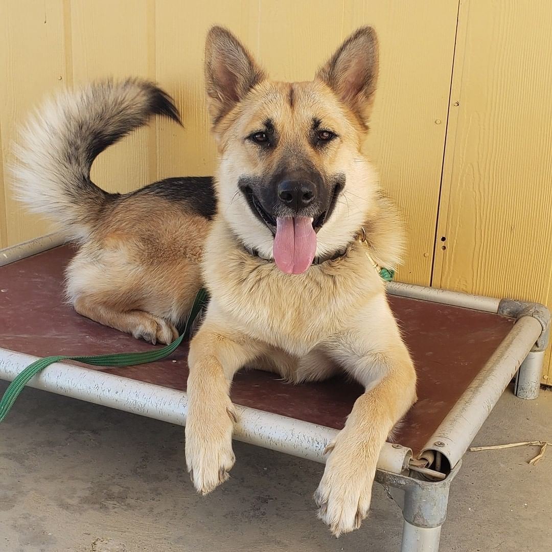 Photo of happy dog laying down