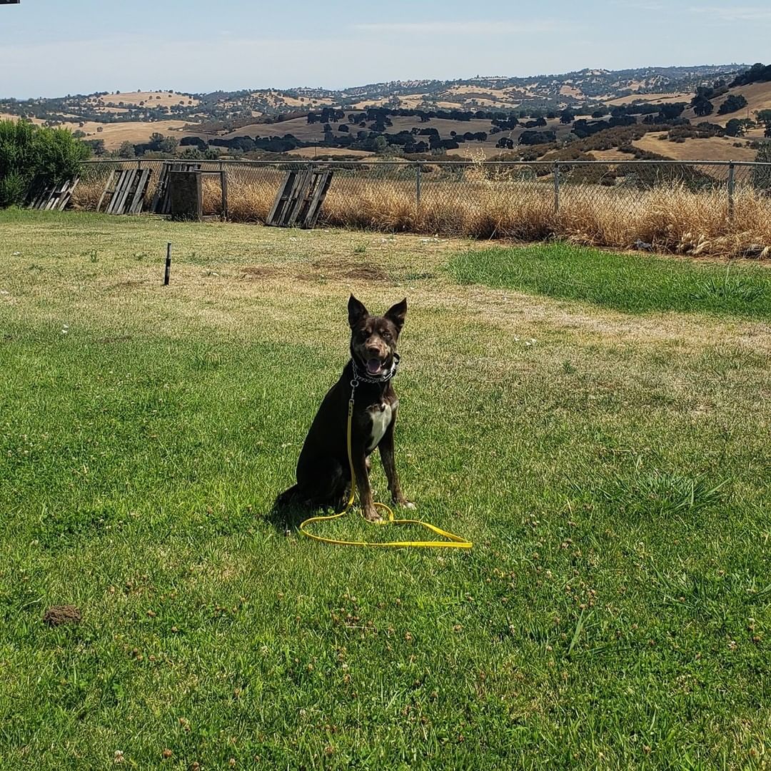 Photo of dog sitting