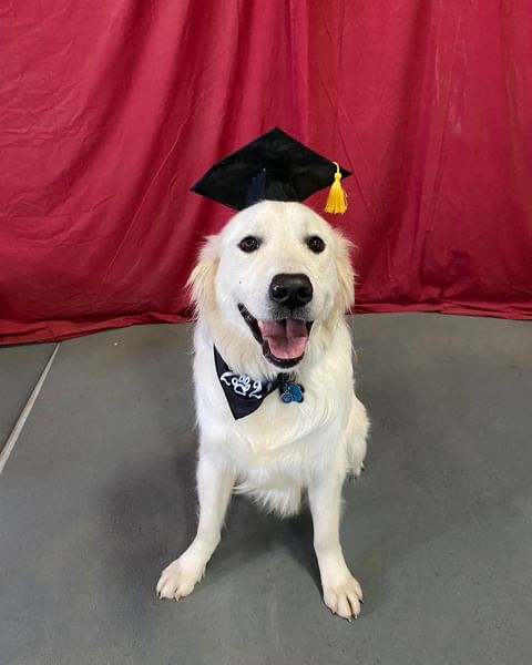 dog graduating with graduation cap on