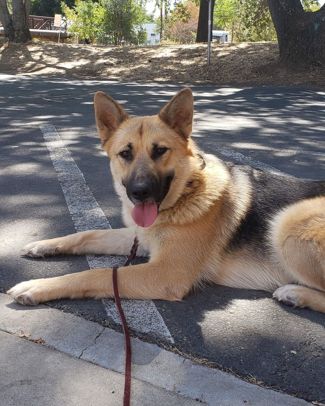 German shepherd laying under trees in the shade