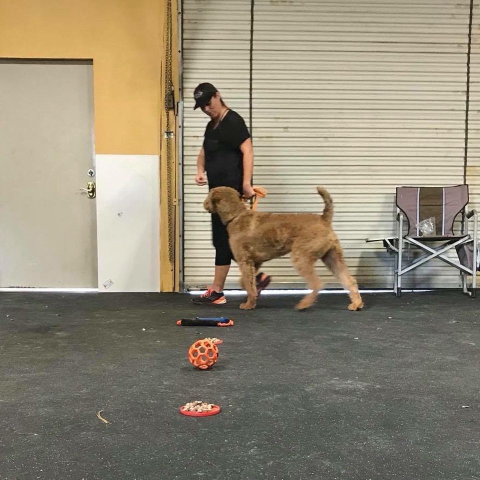 Photo of service dog and trainer