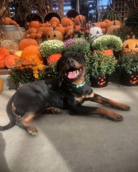 training Rottweiler laying down