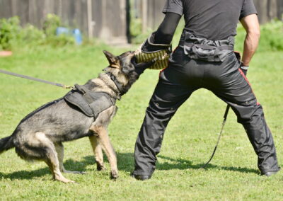 shutzhund training