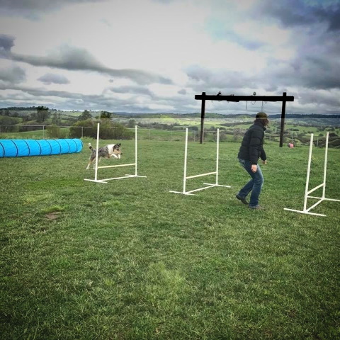 dog completing agility training course outside with trainer