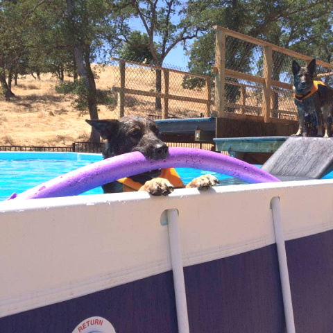 dog with poodle noodle in it's mouth in a swimming pool