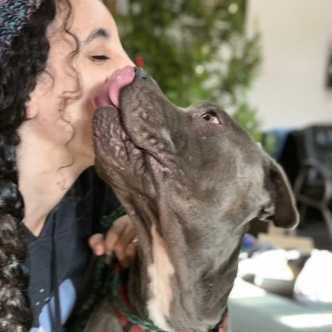 pitbull dog licking womans face
