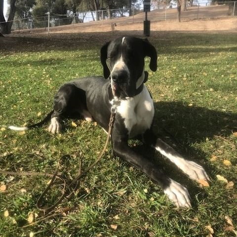 Photo of great dane