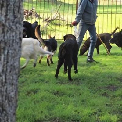 Several dogs outside together on the grass