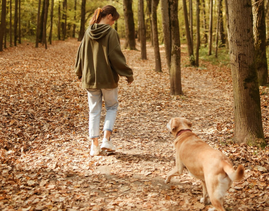 Dog walking through the woods in fall with a woman