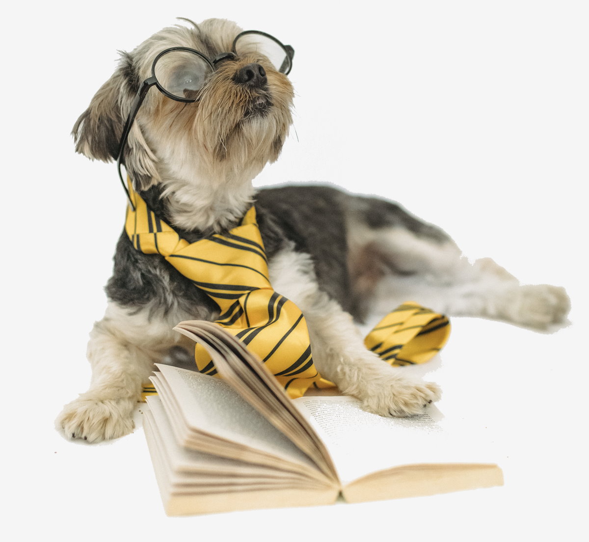 dog reading a book